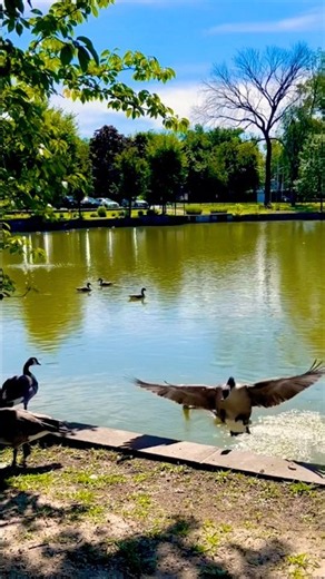 one day story… An ordinary day 🦆