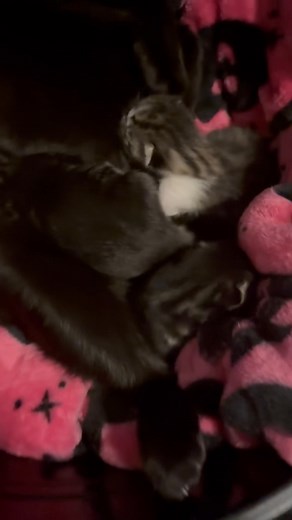 Good morning from the Haunted House Maternity Ward! Have a spot of dopamine to start your day. 🖤 | Lexi Lulu