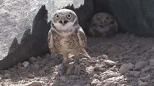 Tiny burrowing owls find safer homes with help of Valley nonprofit
