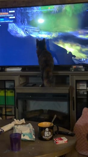 Jelly Bean loves to watch dad play stalker 2 😅🐾 #cattok #catsoftiktok #stalker #stalker2 #gaming