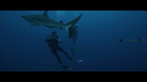 9.3K views · 112 reactions | TRAILER LAUNCH: Half of all marine life has been lost in the last 40 years. By 2050 there will be more plastic in the sea than fish. BLUE shows us there is a way forward and the time to act is now. #BlueTheFilm #OceanGuardian BLUE will have it's world premiere at Sydney Film Festival. #SydFilmFest | Transmission Films | Facebook