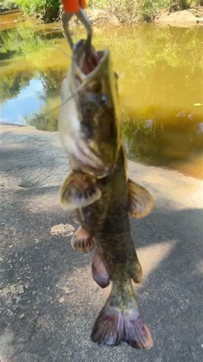 First fish: Flathead Catfish! #fishing #wildlife #nature