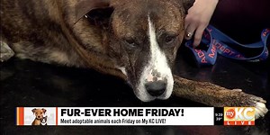 Furever Home Friday: Lincoln Lee
