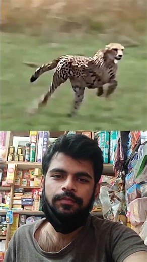 Cheetah is chasing lion #animals
