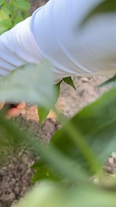 Congratulations on making your own homemade compost! Proper storage is essential to maintain its quality and nutrient content. Here are some tips on how to store homemade compost:1. *Aeration*: Store compost in a well-ventilated area to prevent anaerobic conditions.2. *Dry location*: Keep compost away from direct sunlight and moisture.3. *Cover*: Store compost in a covered bin or pile to retain heat and prevent pests.4. *Cool, dark place*: Ideal storage locations include sheds, garages, or basem