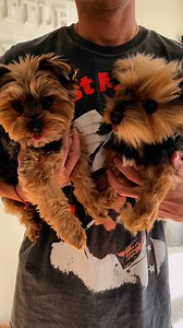 40K views · 22 reactions | Transform Your Pet into a Lifelike 헖헨헦헧헢헠...