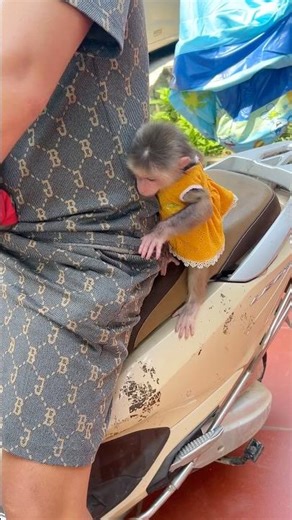 Tun is searching for something in his dad's pants pocket.#monkey