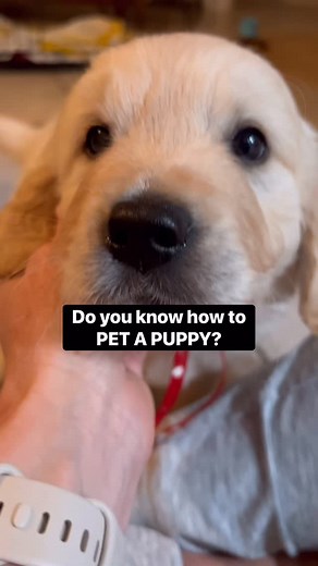 So much of raising puppies is about honoring them as a different species and paying attention to how they feel about something by watching their body language. Some dogs never enjoy having the top of their head pet (don’t tell any of mine that), and that’s okay. Some just need a minute to approach the human in front of them and then cannot get enough petting, and that’s okay. Some enjoy being near the humans, but aren’t big on being touched, and that’s okay. It’s all okay. It starts with us read