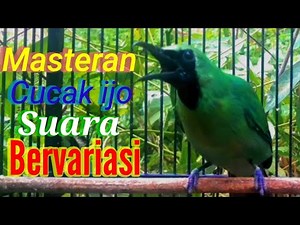 Cucak ijo gacor Suara Bervariasi bagus untuk pancingan dan masteran