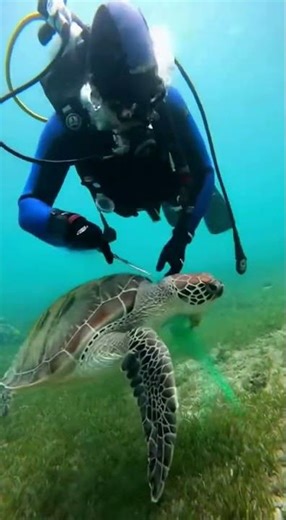 SAVING A TURTLE