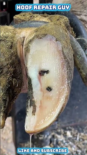 Exploding Sole Abscess | Deep Infection Finally Released! #hoofrepair #satisfying #cow
