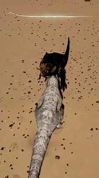 Who Will Win? #theisleevrima