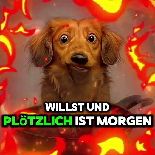 #da wird der Hund in der Pfanne verrückt#sprichwörter