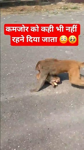 कमजोर को सब दबा लेते हैं 💔 Big Monkey vs Handicap Monkey 😢