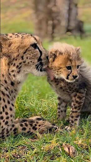Sound Up for Baby Cheetah Chirps
