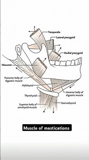 1. 🧠 Muscles of Mastication Explained in 30 Seconds!2. 🦷 Learn Chewing Muscles Fast – Massetar