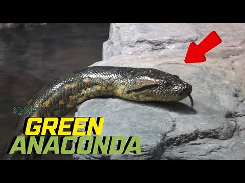 Green Anaconda in Amazon Rain forest - Facts, Adaptations and predator prey, Anaconda food chain