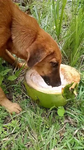 hungry dog.... #doghungry