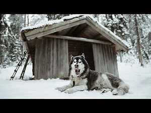 3 days winter camping in a Swedish wood cabin | VLOG 02