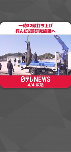 イルカ32頭が打ち上げられた事件と調査