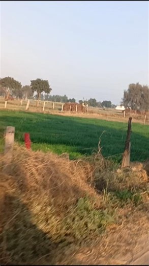 *naturals views* #shortsfeed #diy #tutorial #naturephotography