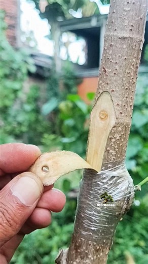 the beautiful art of grafting 🌿🌳 #plants #garden #gardening #nature #craft #diy #grafting