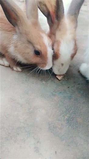 Sweet Little Bunny Moments 🐰❤️ #cutebunnies #animals #bunnylife