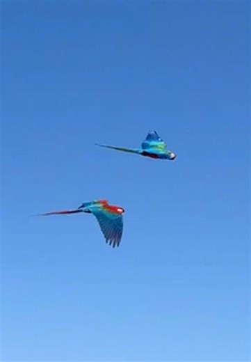 The excitement of the first flight 🦜😍!! #macaws #flying #freeflight
