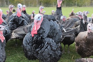 Buy Turkeys Online | Essex Butcher | Blackwells Farm Shop