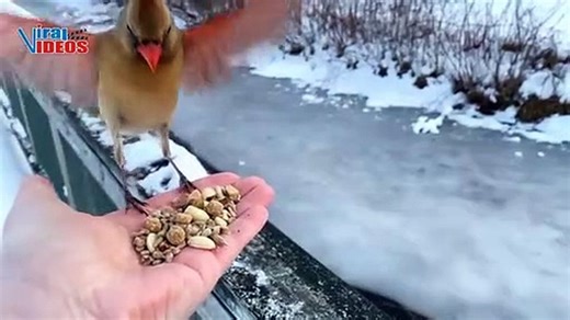 A female Northern Cardinal Birds | Nature is Amazing