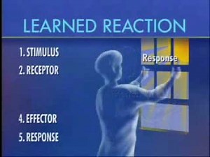 Stimulus Response - Part 1