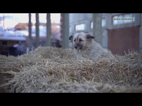 New study finds dogs lived with humans 5,000 years earlier than previously thought