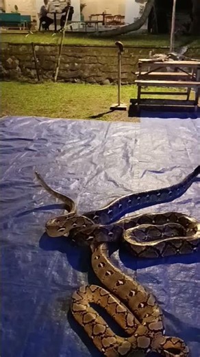 🐍🎶 A PYTHON WATCHES LIVE MUSIC?! IS THIS SERIOUS? 🎶🐍