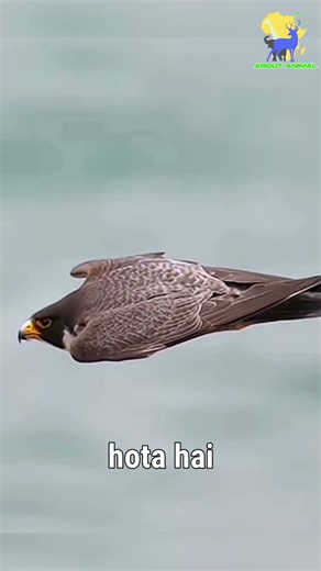 speed 390 😱 किलोमीटर प्रति घंटे तक पहुँच जाती है। peregrine falcon #trendingshorts
