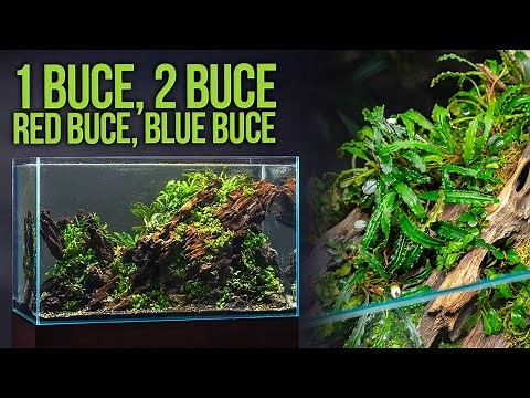 UNS 60U Aquascape Planted with ONLY Bucephalandra (Our Favorite!) - Setup Guide