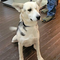 Florence, KY - German Shepherd Dog. Meet Gracie Brown a Pet for Adoption - AdoptaPet.com