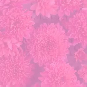 Meet the 2024/2025 Miss Rodeo Oregon Sweethearts! | Miss Rodeo Oregon Inc. Foundation