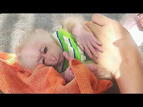 Pet Baby monkey lay obediently for mom to wear a diaper