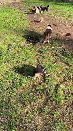 Babies got to explore the big backyard. The sun is shining and the older dogs are thrilled to meet them! | Toreth-Indium Cardigan Welsh Corgis