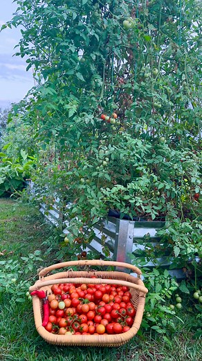 Raised bed guide on Reels