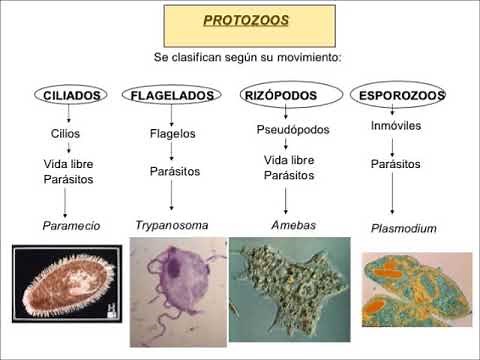 Parasitology 4. Principles of parasitic protozoa and asexual reproduction