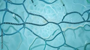 Understanding the role of tight junctions in cellular communication and structure