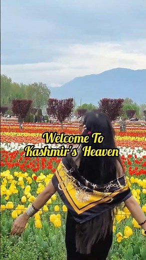 Ever Witnessed This Beauty- Kashmir's HEAVEN TULIP GARDEN SRINAGAR 🌷 #shortsfeed #kashmir #shorts