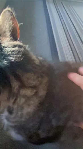 Cat rollers #fypシ゚viral