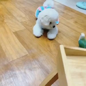 325K views · 12K reactions | Cutest Puppies <3 <3 <3 | Puppies Club | Facebook