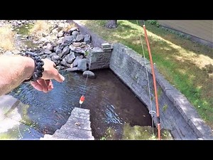 Catching Catfish Bait out of a Puddle! (Ponds and Spillways)