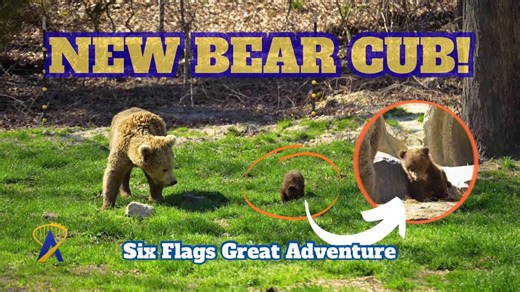 Adorable brown bear cub at Six Flags Great Adventure