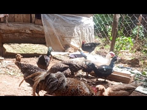 irl live cam free range organic chicken farming daily farm life chicken farming in kenya