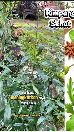“Benefits of Sambiloto for Health 🌿 Bitter But Many Benefits!”