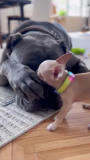 Smol dog wakes the giant !! | Sled Dog Story